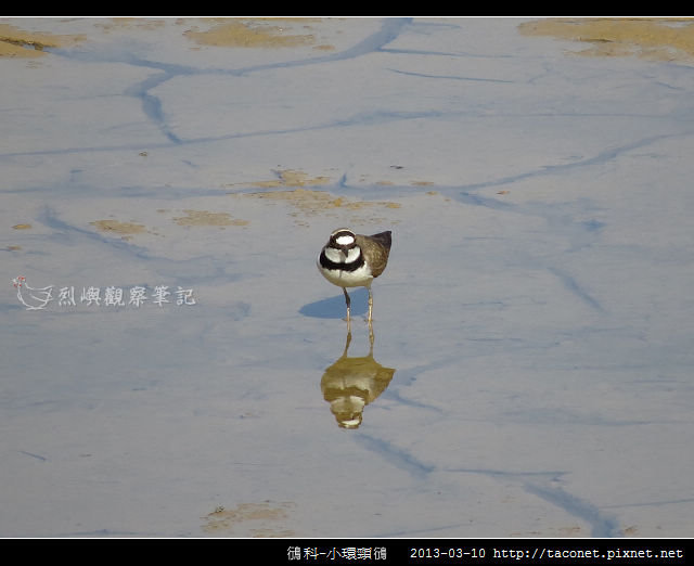 鴴科-小環頸鴴-08