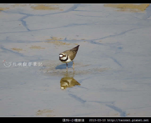 鴴科-小環頸鴴-07