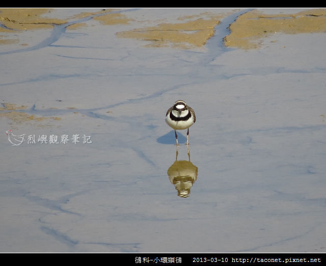 鴴科-小環頸鴴-06