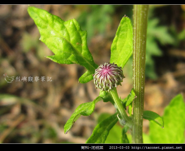 菊科-泥胡菜_06