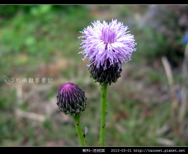 菊科-泥胡菜_03
