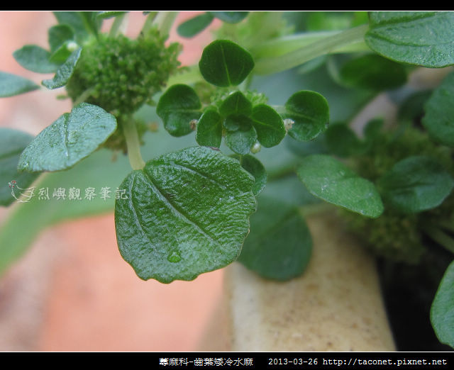 蕁麻科-齒葉矮冷水麻相簿封面
