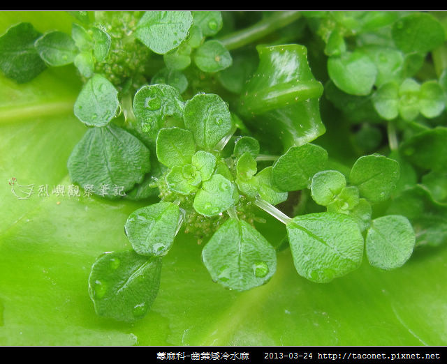 蕁麻科-齒葉矮冷水麻_05