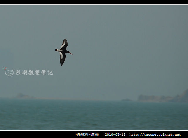 蠣鷸科-蠣鷸_12