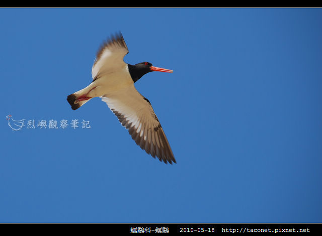蠣鷸科-蠣鷸_10