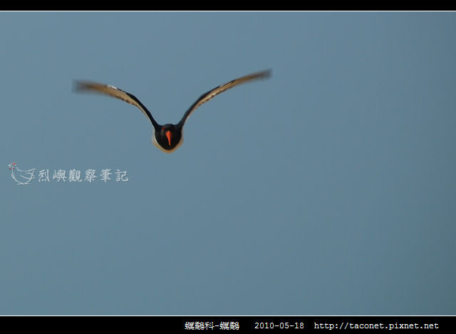 蠣鷸科-蠣鷸_09