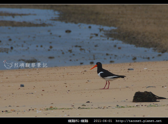 蠣鷸科-蠣鷸_06