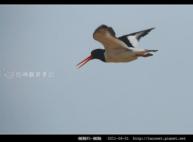 蠣鷸科-蠣鷸_05