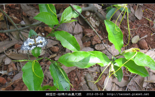 鱗翅目-絲棉木金星尺蛾 _05