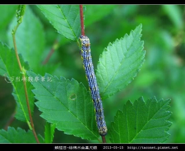 鱗翅目-絲棉木金星尺蛾 _01
