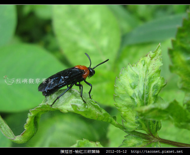 膜翅目-榆紅三節葉蜂_04