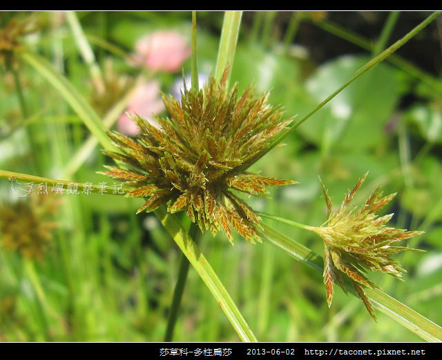莎草科-多柱扁莎_06
