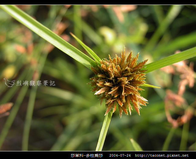 莎草科-多柱扁莎_01