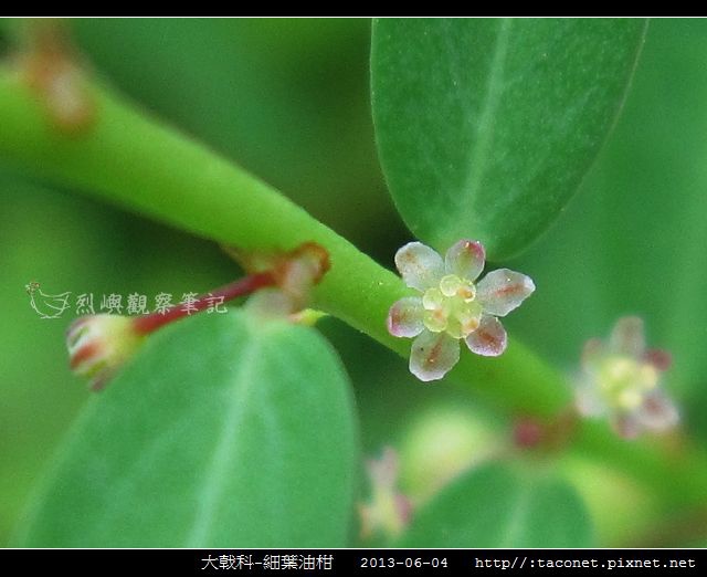 大戟科-細葉油柑_09