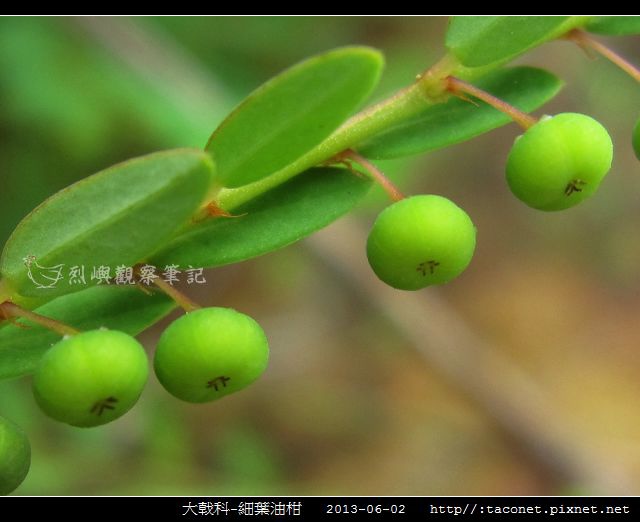 大戟科-細葉油柑_07