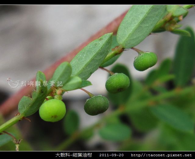 大戟科-細葉油柑_04