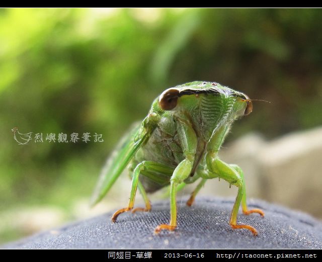 同翅目-草蟬_08