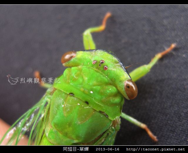 同翅目-草蟬_06