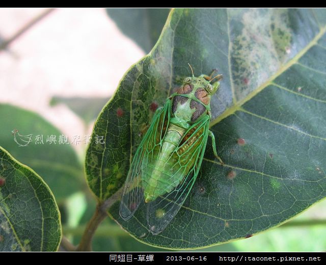 同翅目-草蟬_04