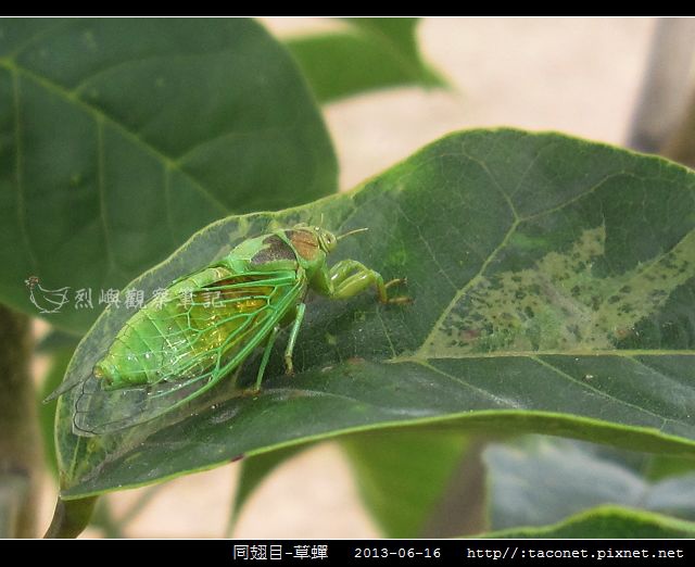 同翅目-草蟬_03