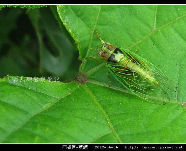 同翅目-草蟬_01