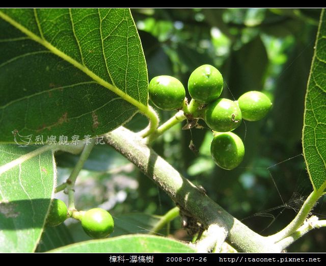 樟科-潺槁樹_14