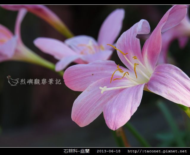 石蒜科-韭蘭_10
