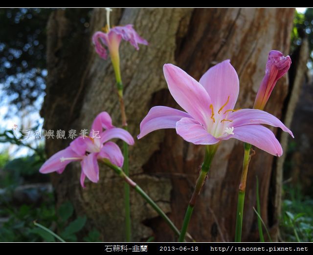石蒜科-韭蘭_08