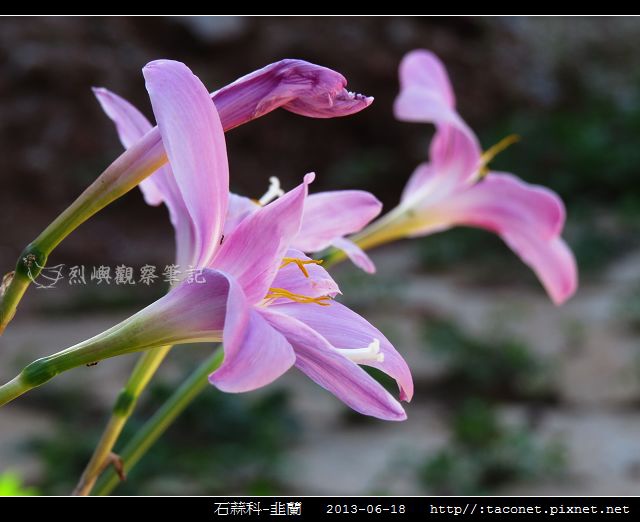 石蒜科-韭蘭_07