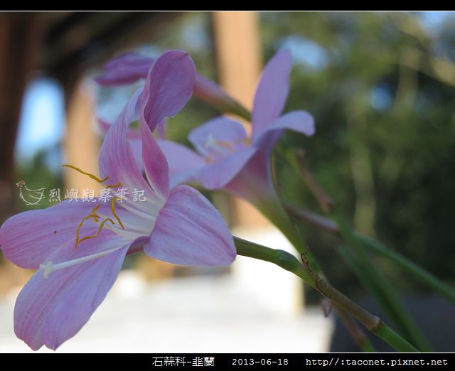石蒜科-韭蘭_06