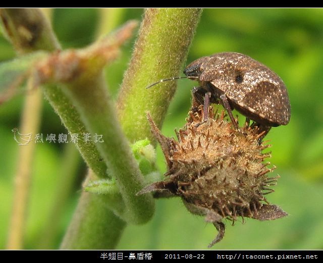 半翅目-鼻盾椿_02.jpg
