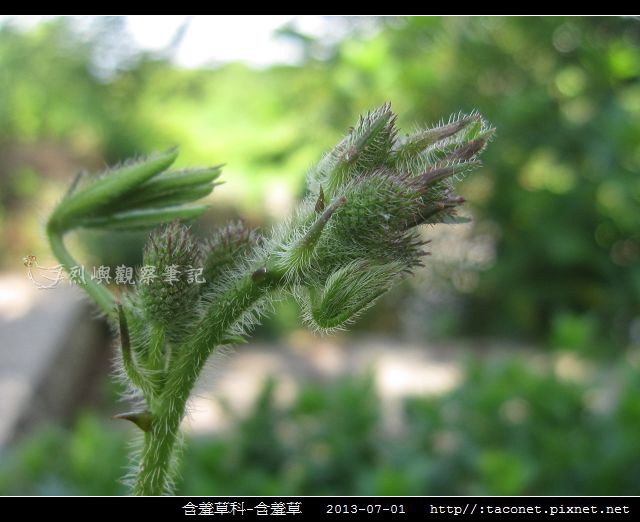 含羞草科-含羞草_12.jpg