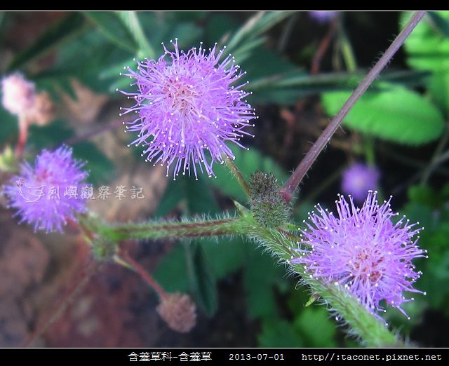 含羞草科-含羞草_10.jpg