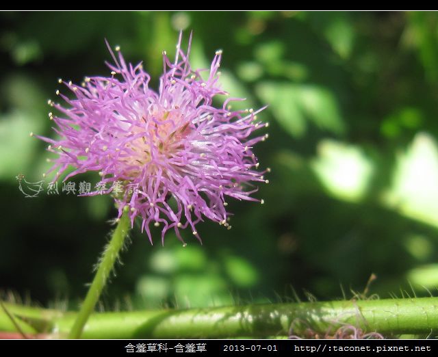 含羞草科-含羞草_09.jpg