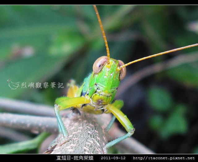 直翅目-斑角蔗蝗_04.jpg
