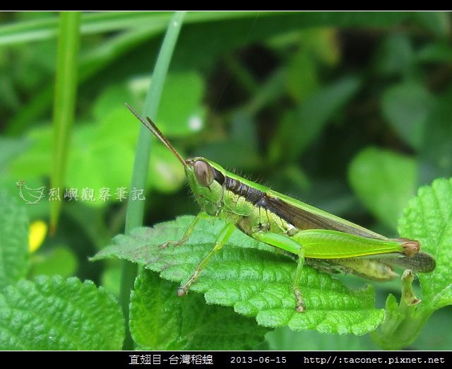 直翅目-台灣稻蝗_11.jpg