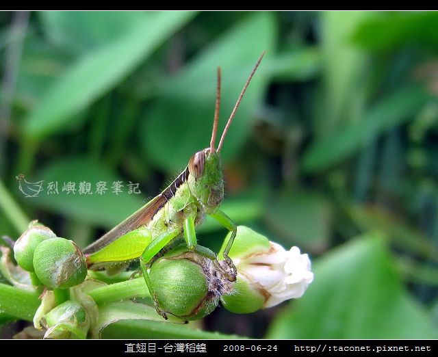 直翅目-台灣稻蝗_01.jpg