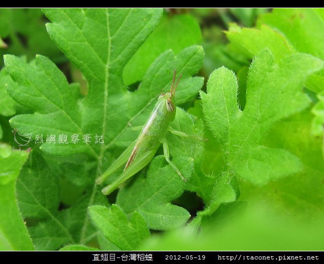 直翅目-台灣稻蝗_02.jpg