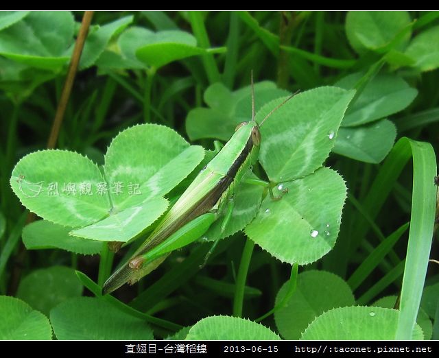 直翅目-台灣稻蝗_10.jpg