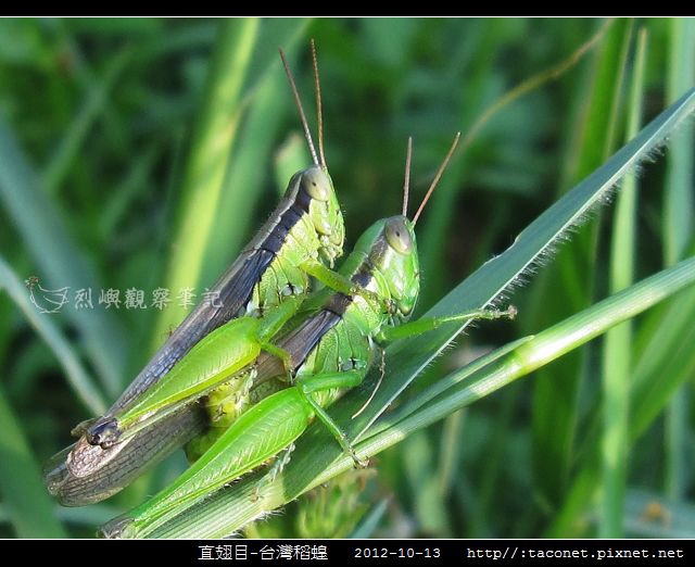 直翅目-台灣稻蝗_08.jpg