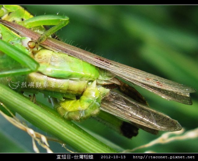 直翅目-台灣稻蝗_06.jpg
