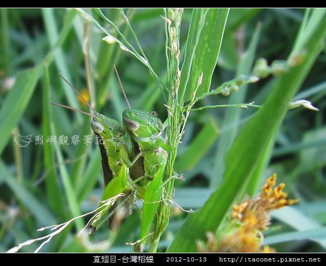 直翅目-台灣稻蝗_04.jpg