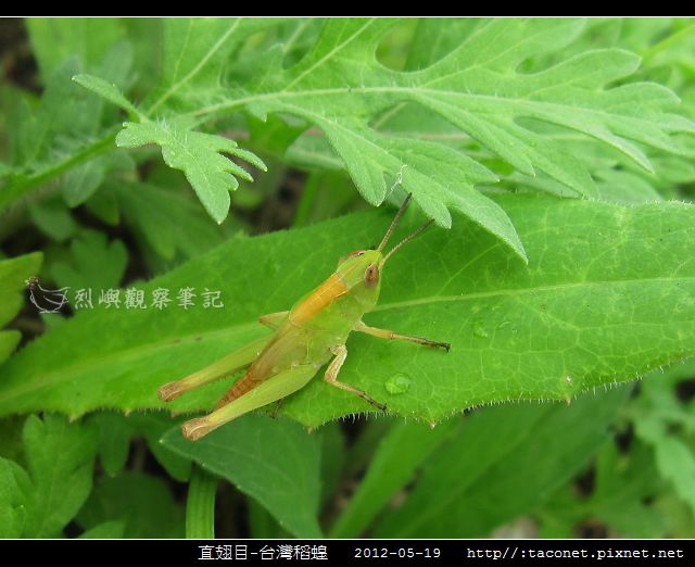 直翅目-台灣稻蝗_03.jpg