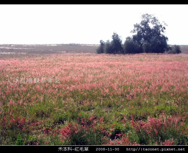 禾本科-紅毛草_02.jpg