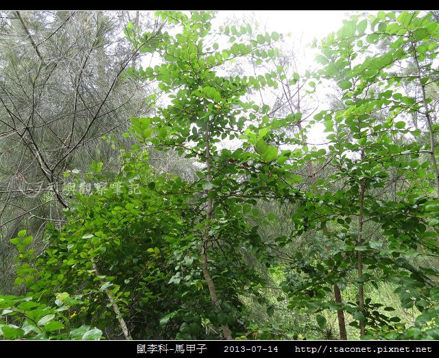 鼠李科-馬甲子_02.jpg