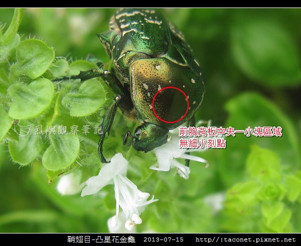 鞘翅目-凸星花金龜_05.jpg