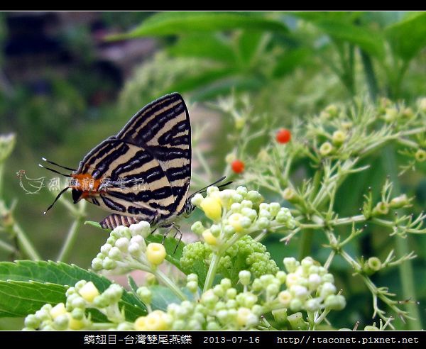 鱗翅目-台灣雙尾燕蝶_12.jpg