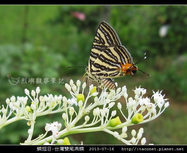 鱗翅目-台灣雙尾燕蝶_11.jpg