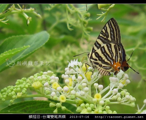 鱗翅目-台灣雙尾燕蝶_02.jpg