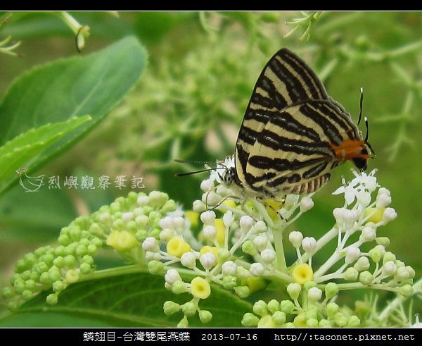 鱗翅目-台灣雙尾燕蝶_01.jpg